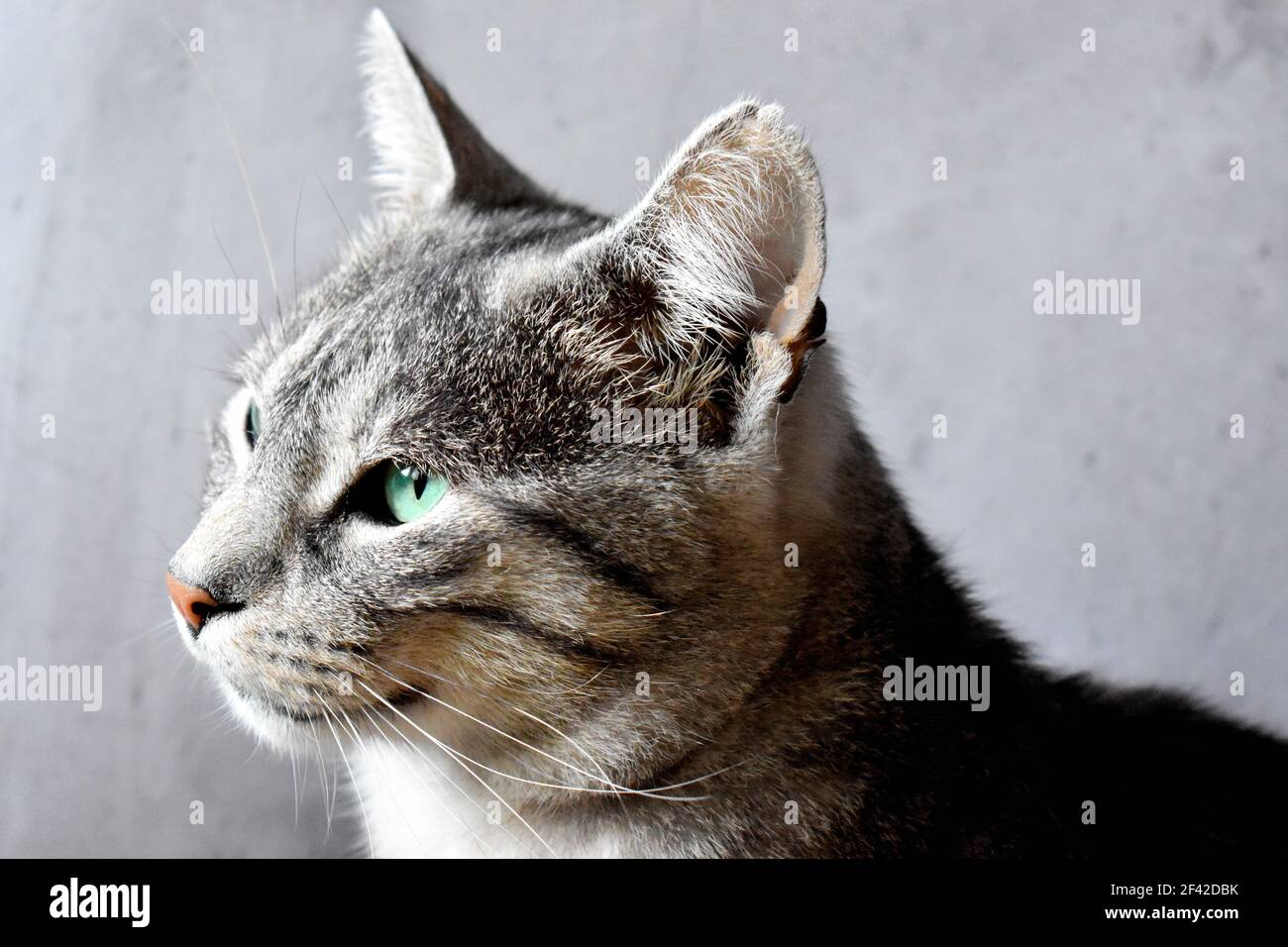 Beautiful tabby gray cat with green eyes Stock Photo - Alamy