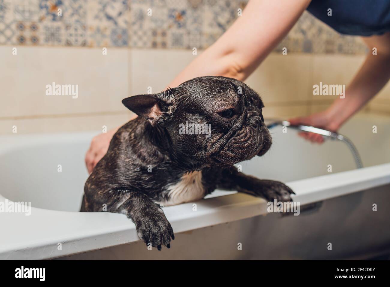 How Do Groomers Bathe A French Bulldog