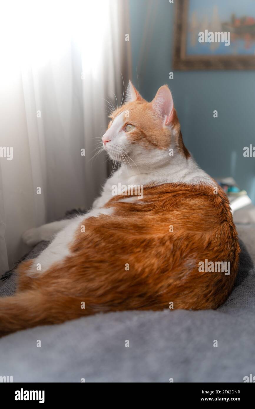 a brown and white cat with yellow eyes lying on the sofa, looks outside ...