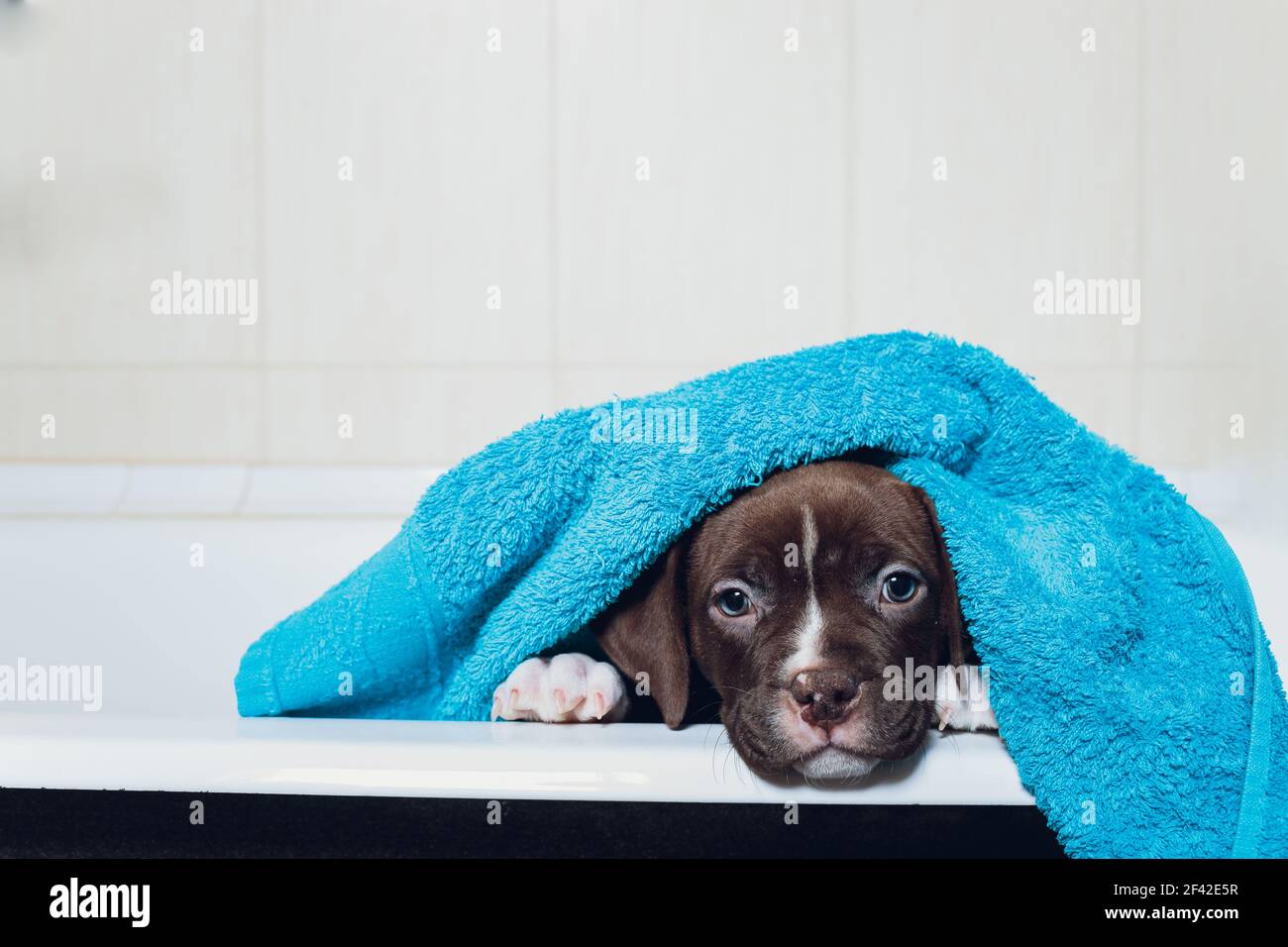 American Bully bathing, Pitbull, dog cleaning, dog wet a bath turquoise towel Stock Photo