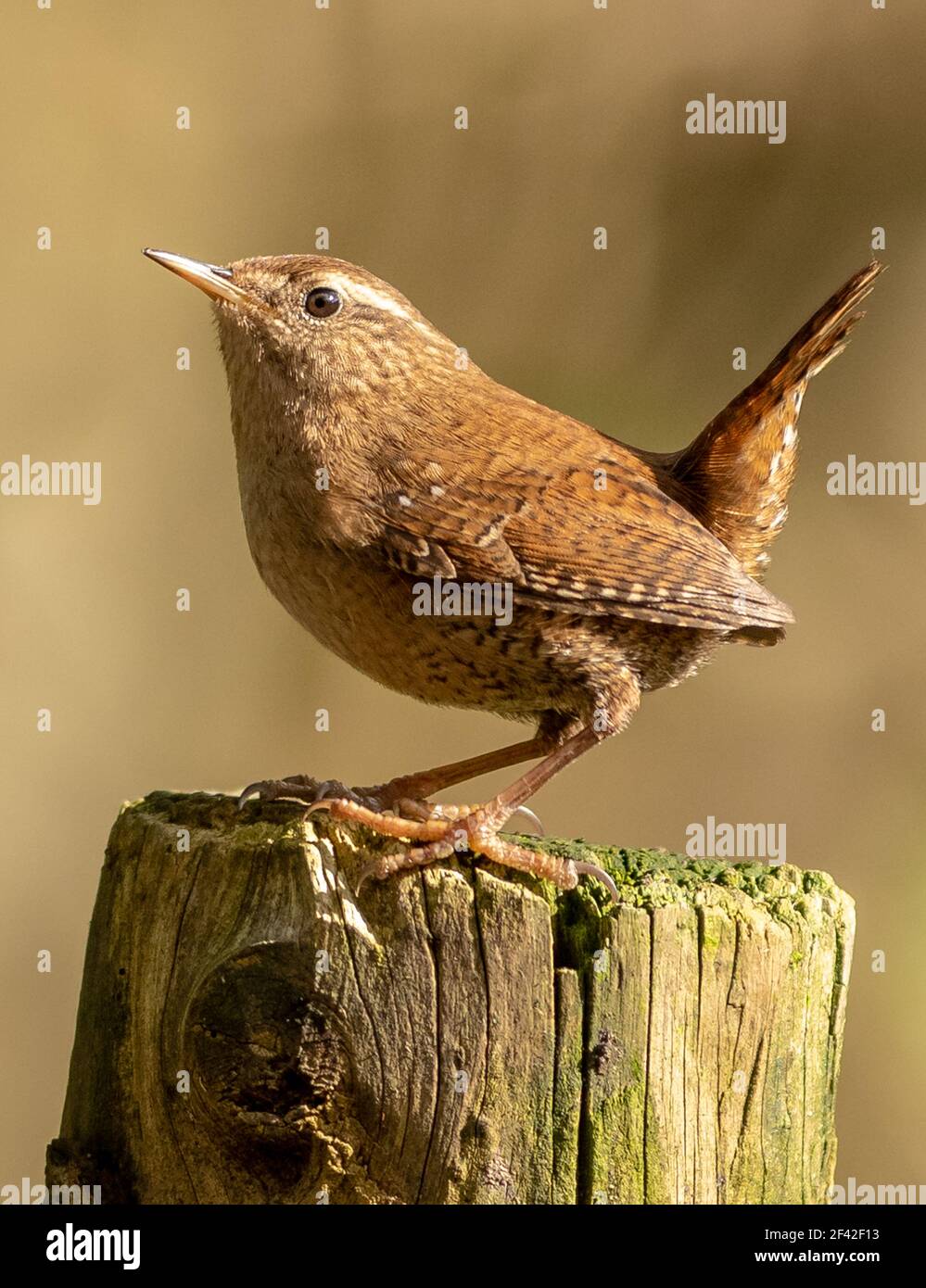 Jenny wren singing hires stock photography and images Alamy
