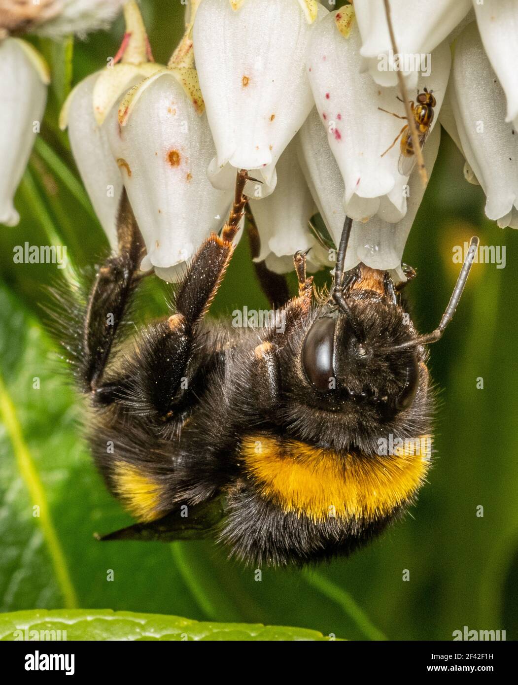 Buff Taled Bumblebee Stock Photo