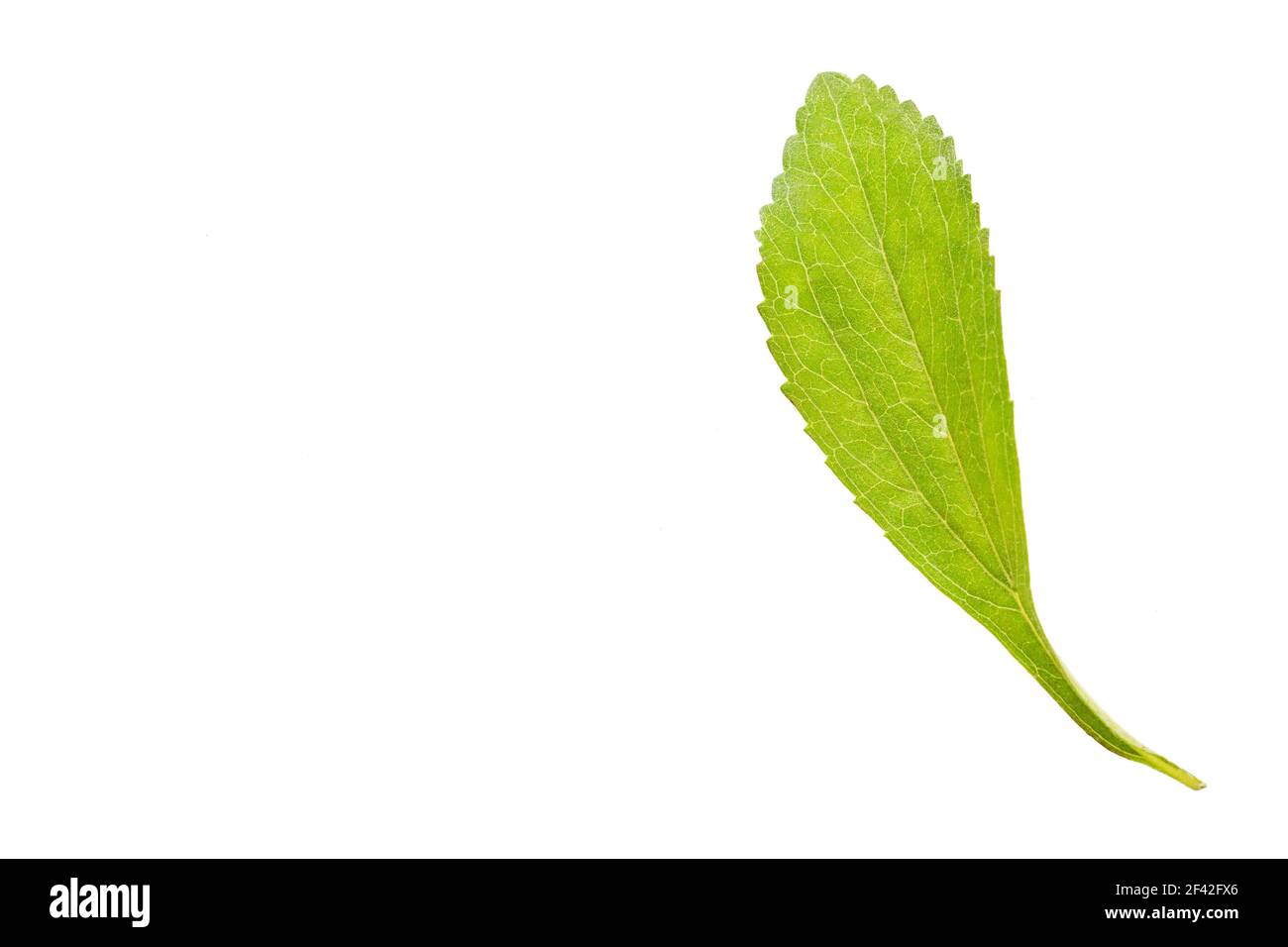 Leaves of the stevia plant Stevia rebaudiana Stock Photo Alamy