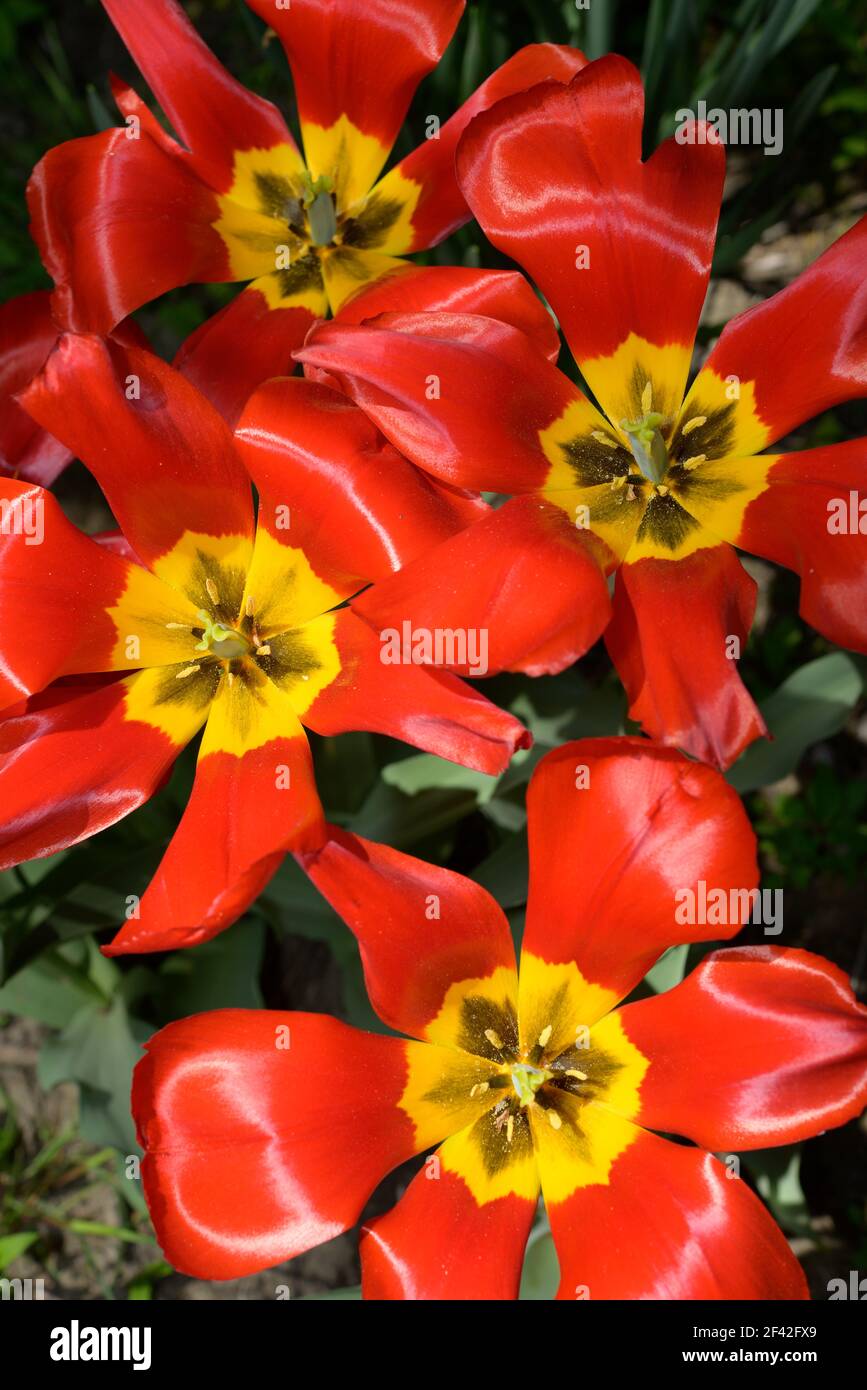 four red tulips with yellow centres open wide Stock Photo