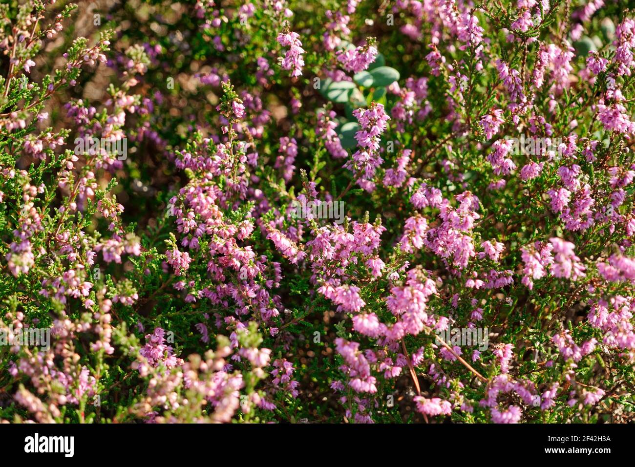 pink heather blossoms - close up Stock Photo
