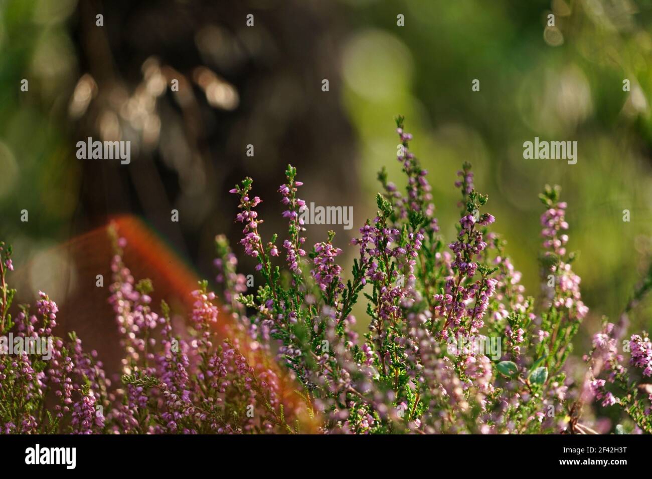 pink heather blossoms, green leaves in background - close up Stock Photo