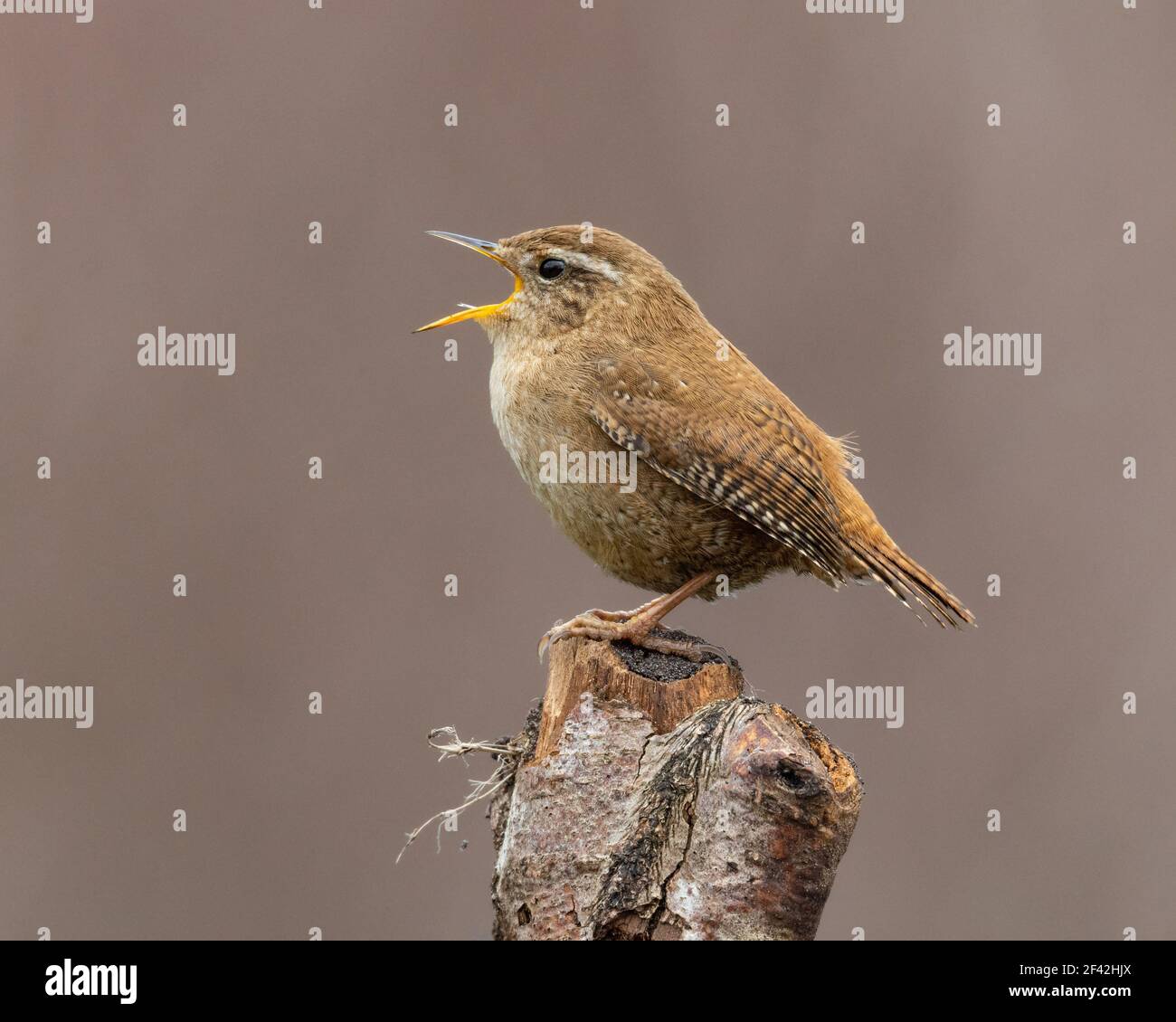 Singing Wren Stock Photo