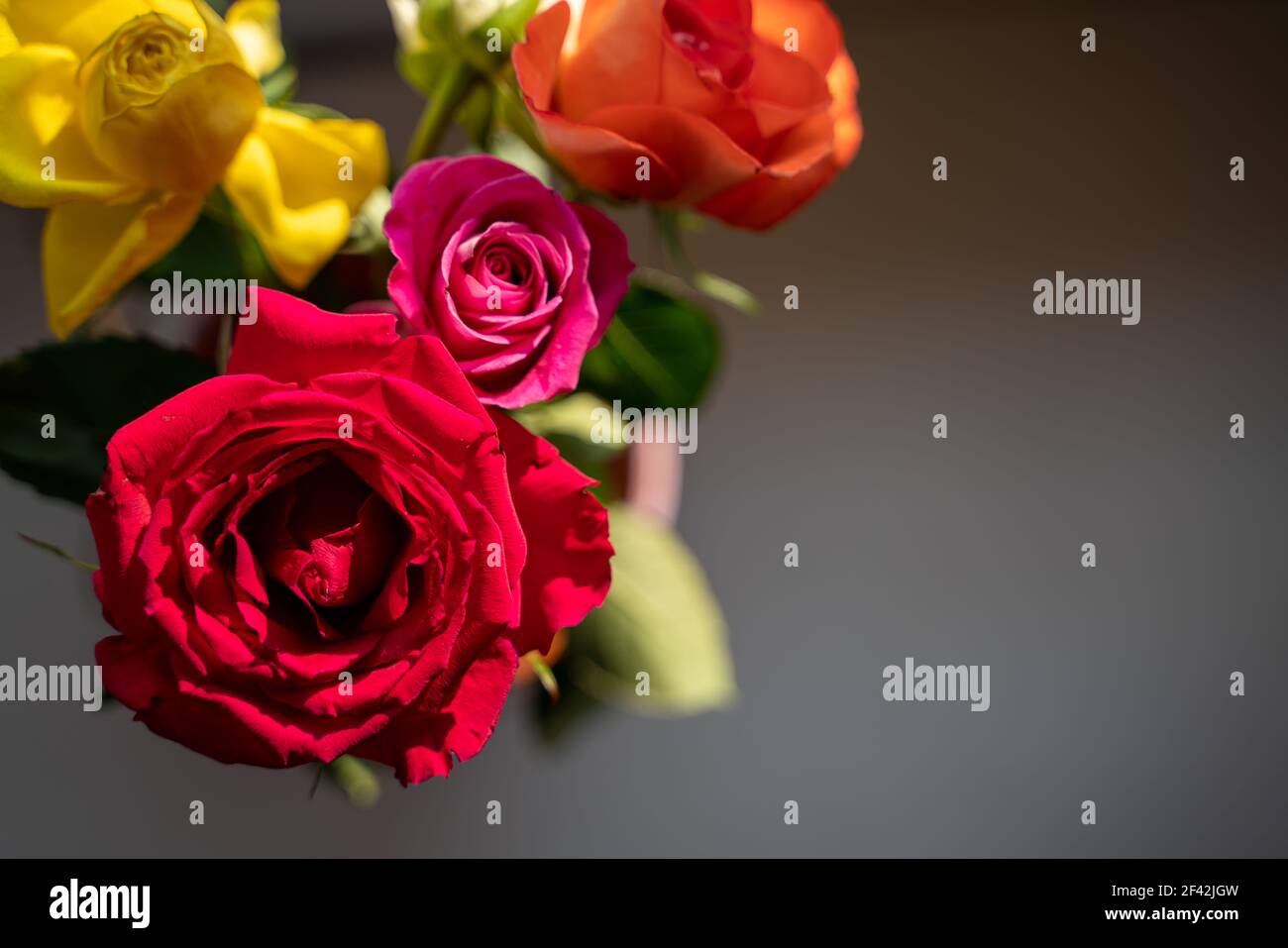 beautiful colorful red, pink, yellow and white roses on a dark grey background for condolences