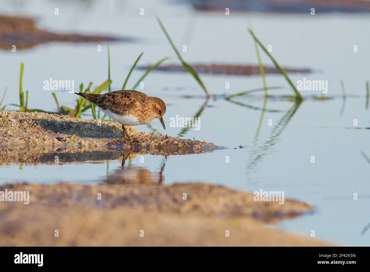 little sandpiper at the edge of the lake Stock Photo