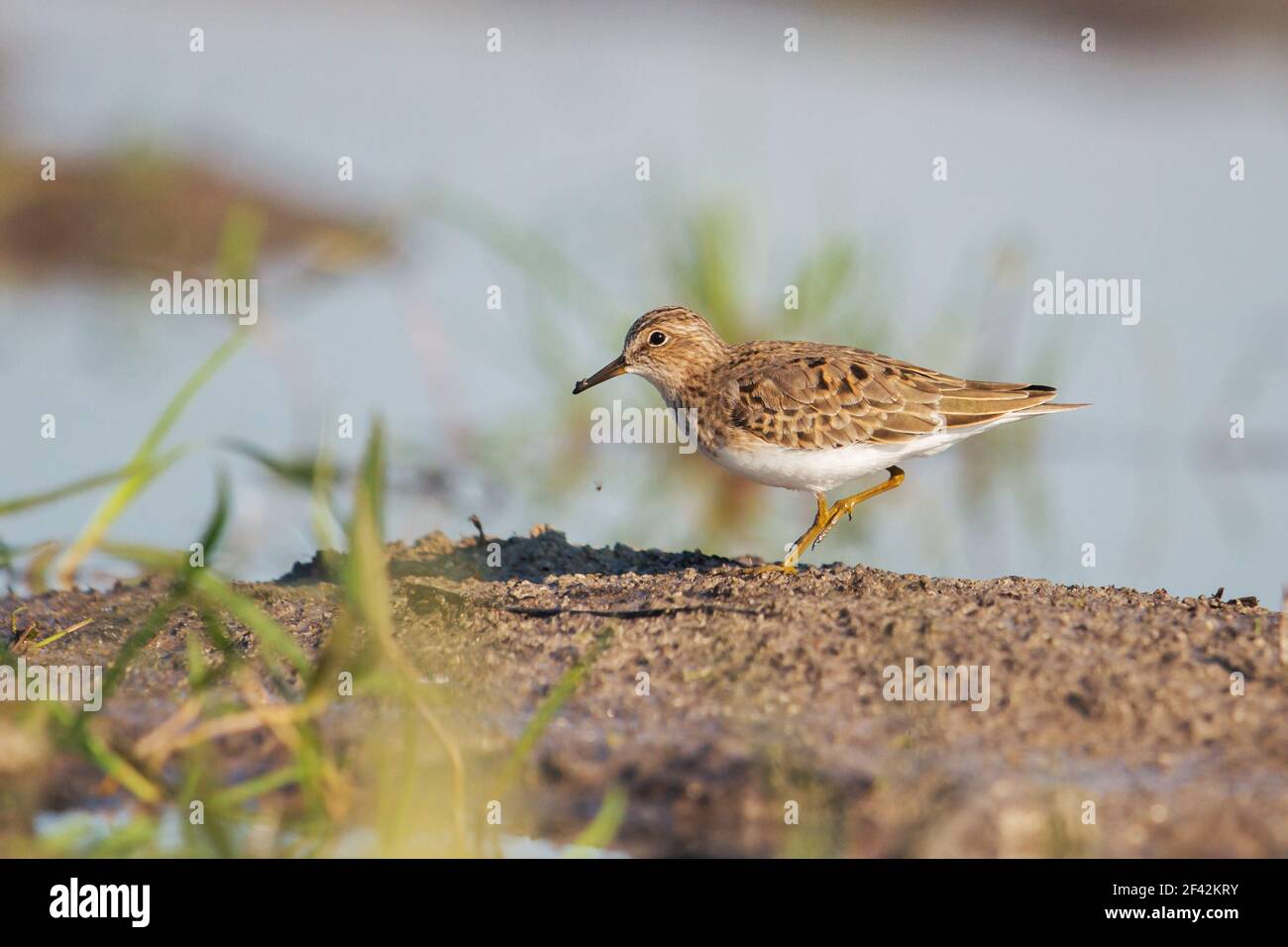 sandpiper in shallow water during migration Stock Photo