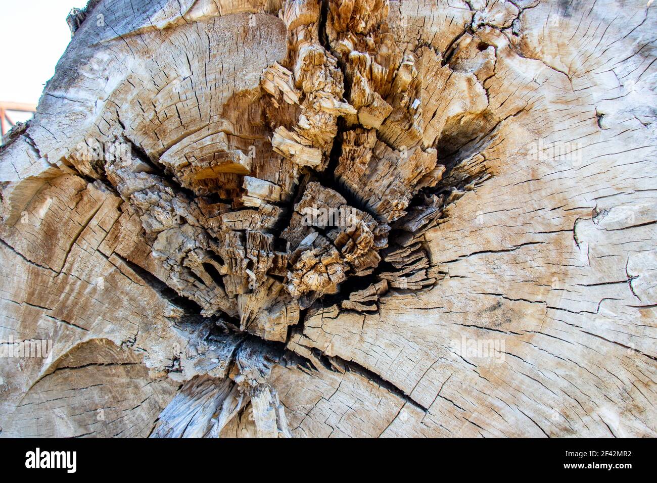 Natural backdrop for embossing design. Wood pattern. Old cracked stump Stock Photo