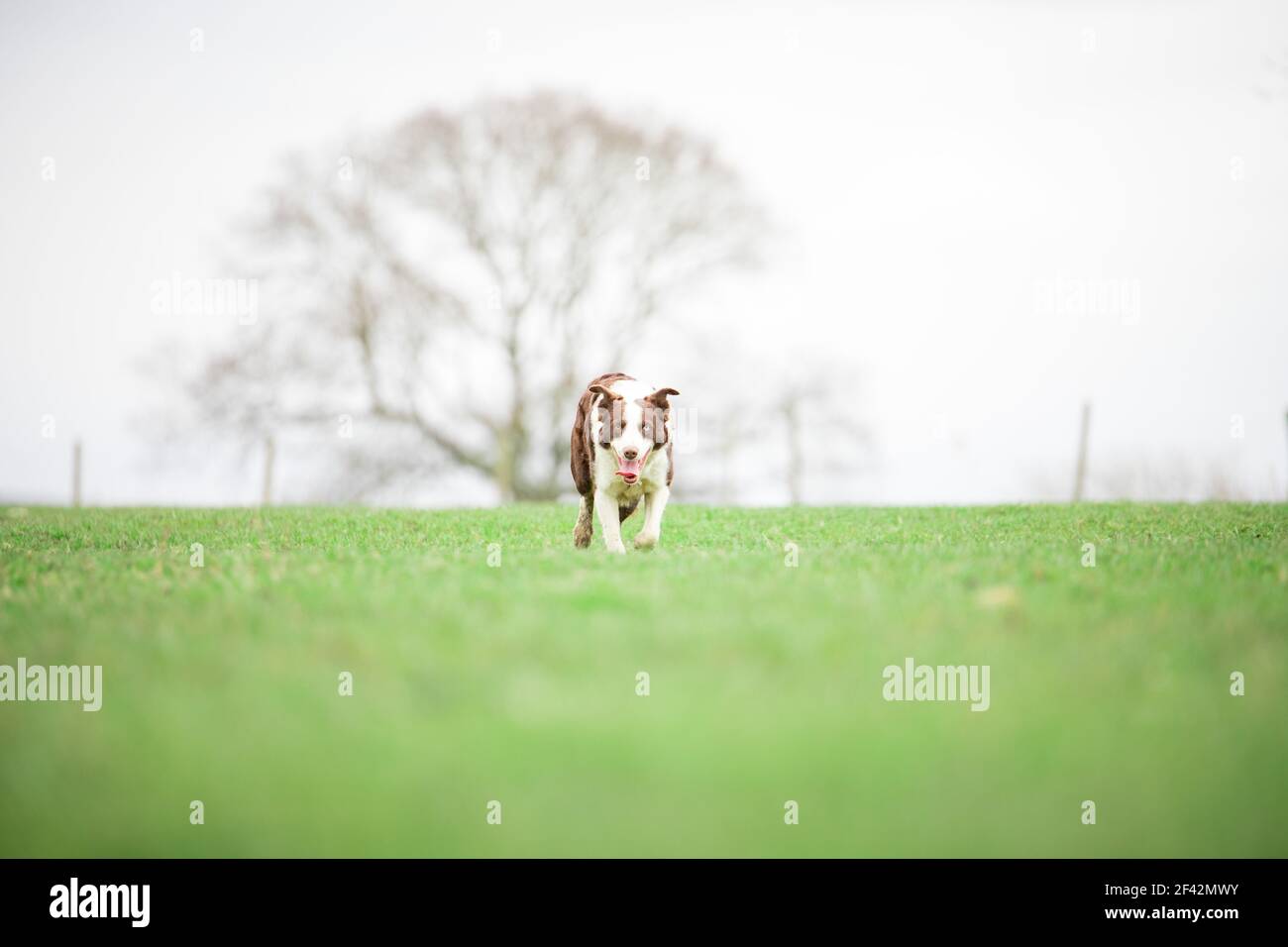 Border Collie sheepdog herding sheep on grass Stock Photo