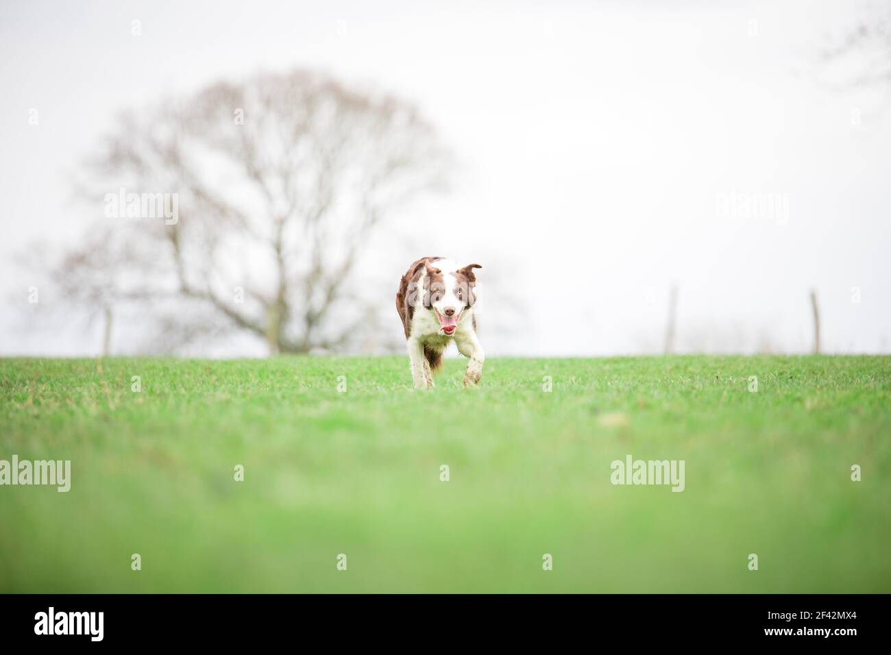 Border Collie sheepdog herding sheep on grass Stock Photo