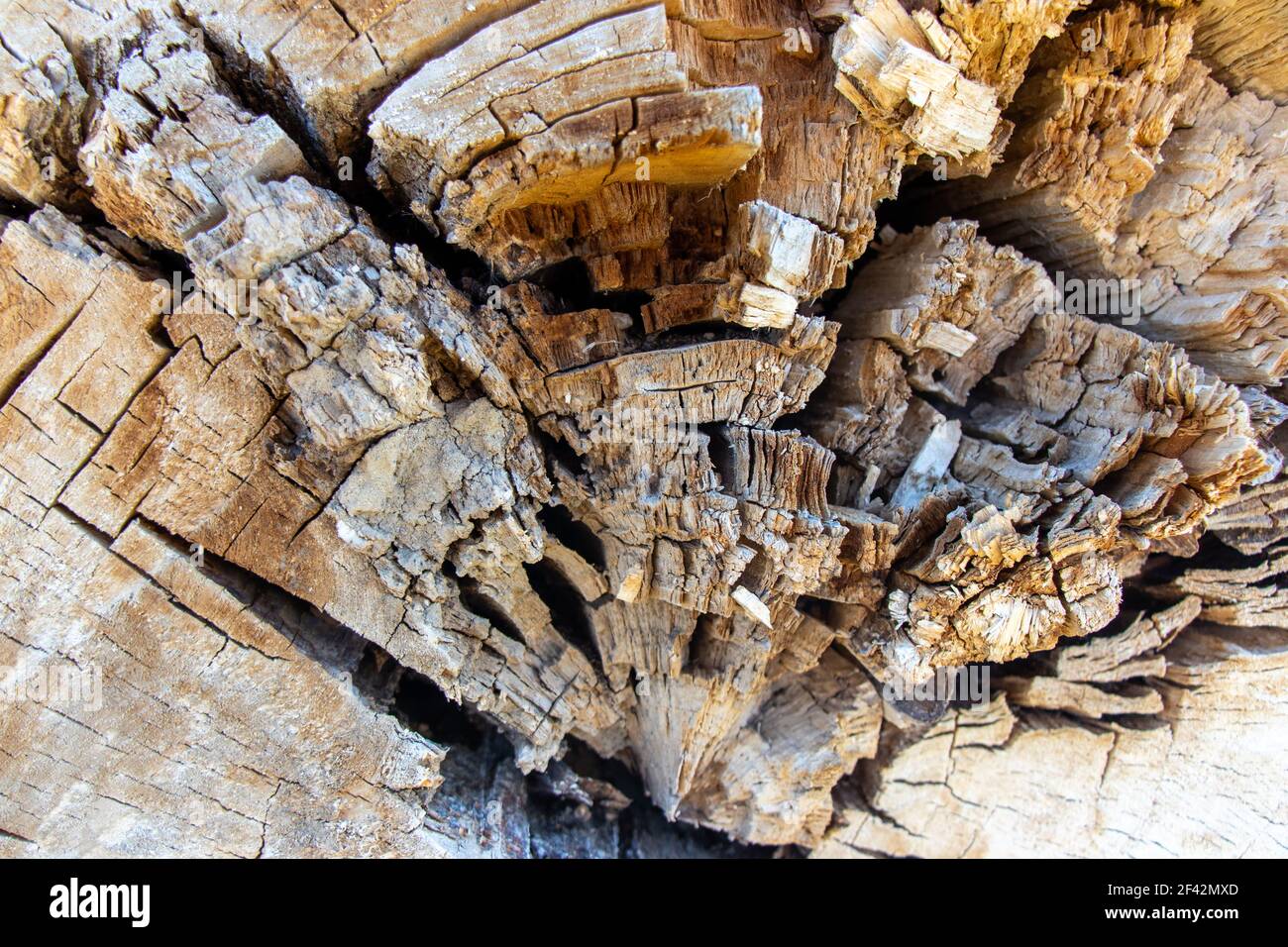Natural backdrop for embossing design. Wood pattern. Old cracked stump Stock Photo