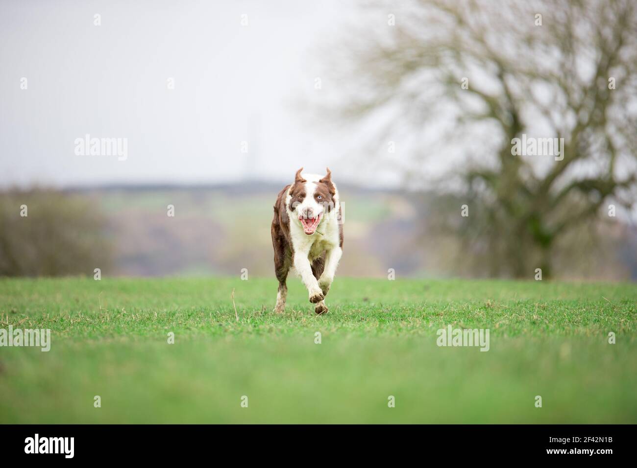 Border Collie sheepdog herding sheep on grass Stock Photo