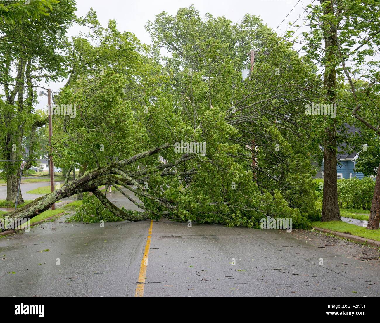 Large tree fallen across a road. The road is completely blocked. Leaves ...
