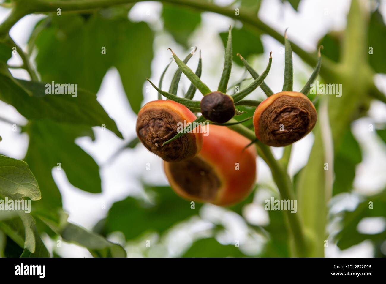 Still green, unripe, young tomato fruits affected by blossom end rot
