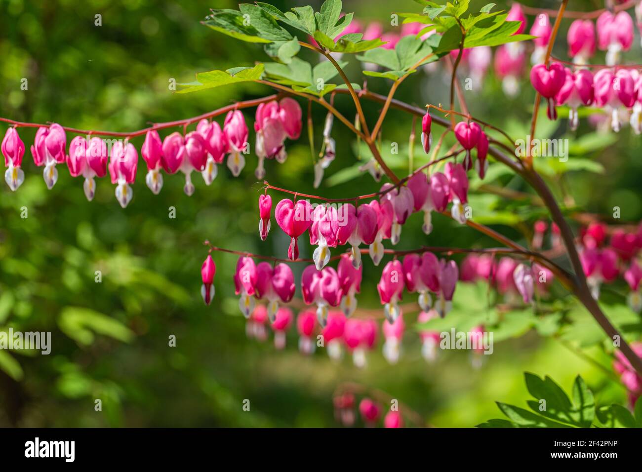Close-up flowers of a bleeding heart Dicentra Spectabils Stock Photo
