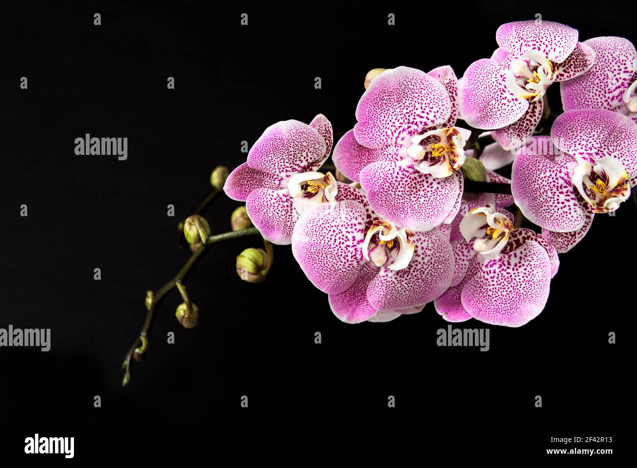 Pink orchid flowers on black background Stock Photo