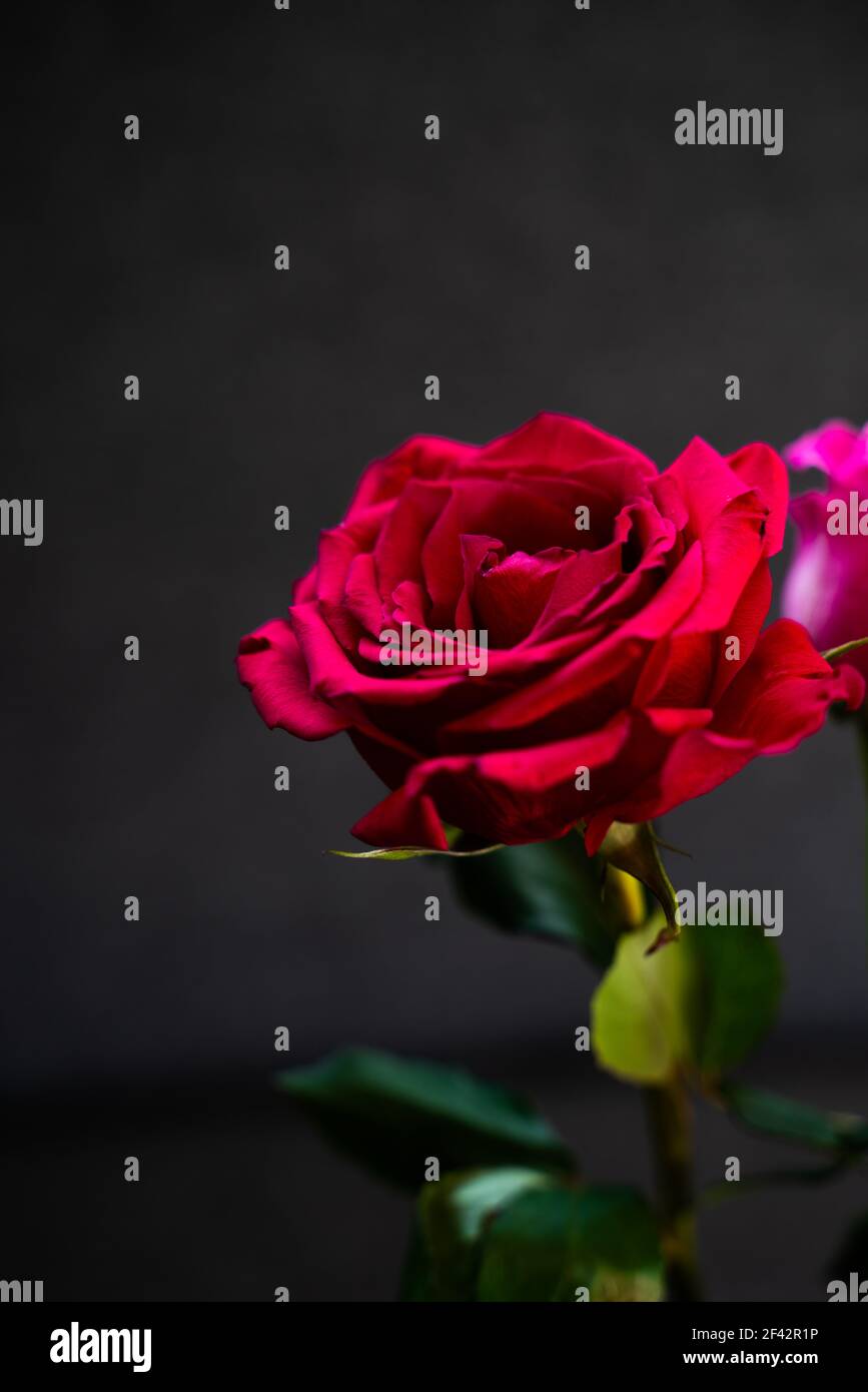 beautiful and shiny red rose on a black and sad or romantic background ...