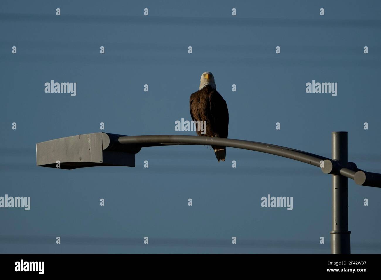 A single bald eagle perched on a light pole. Stock Photo