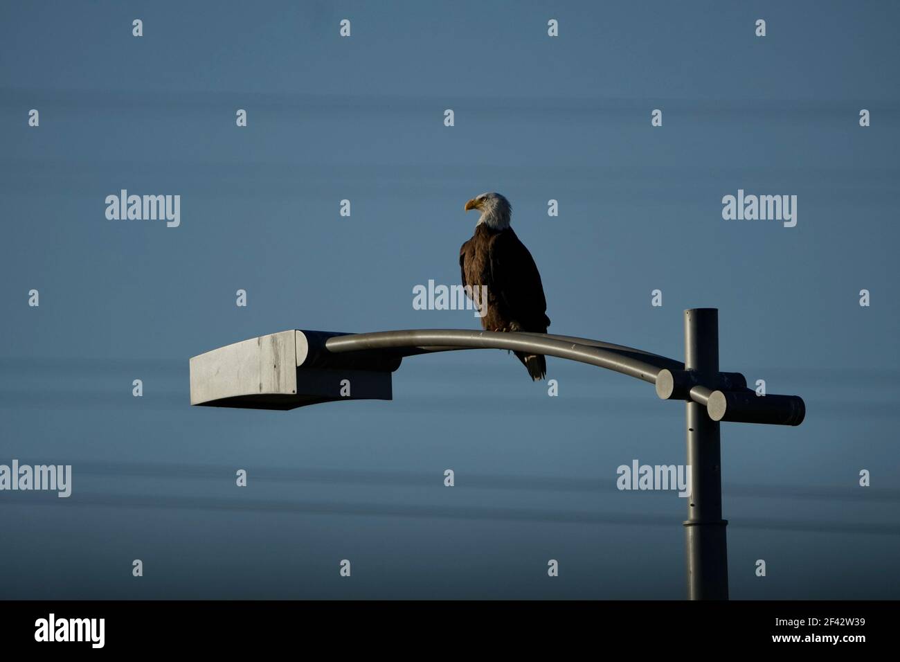 A single bald eagle perched on a light pole. Stock Photo
