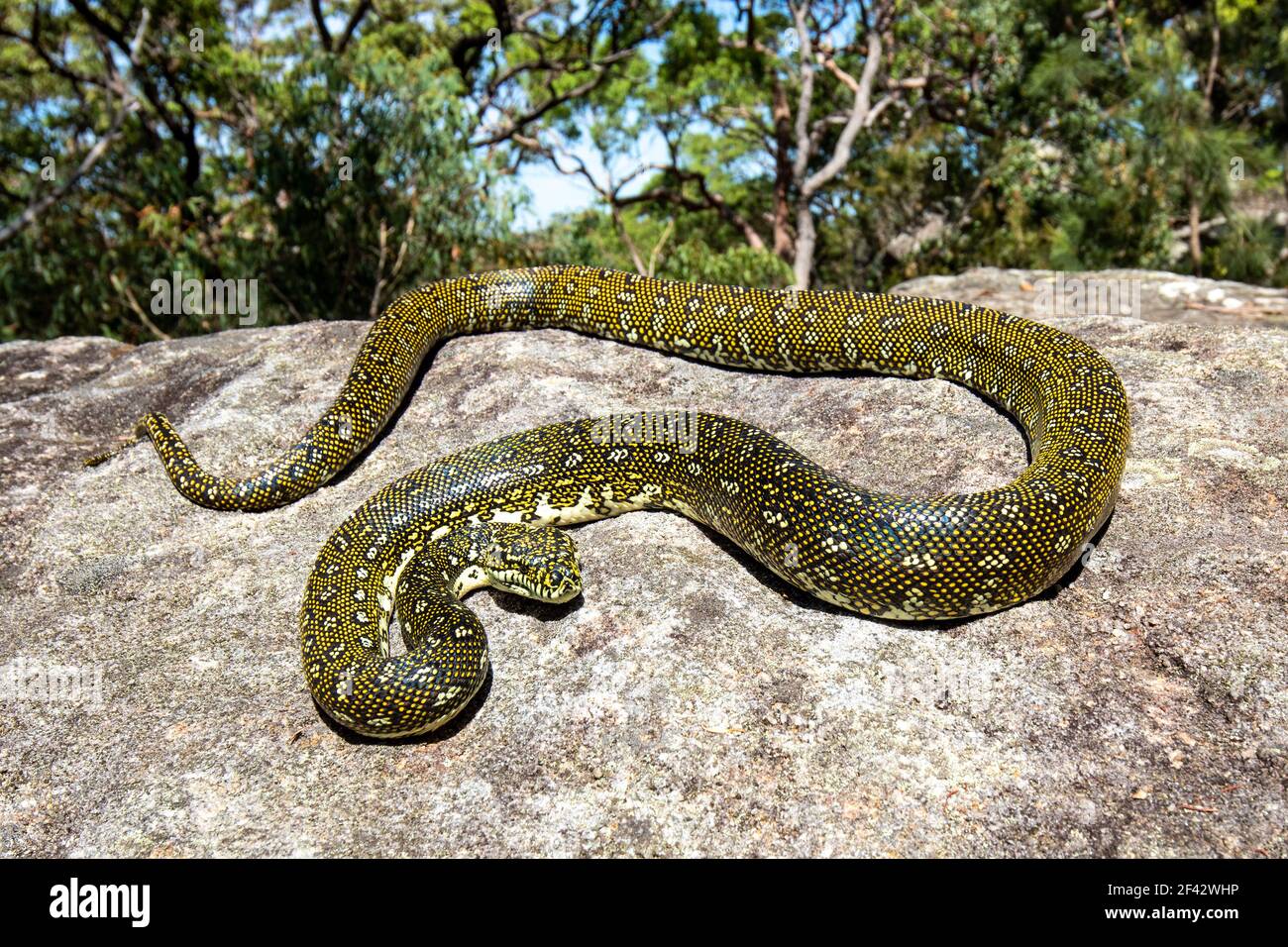 Diamond Python basking on sandstone rock ledge Stock Photo - Alamy