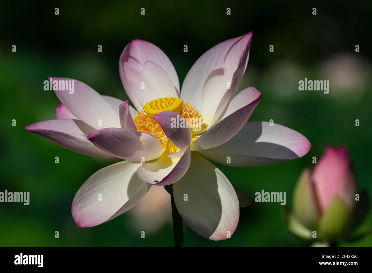 Are Dogs Allowed At Kenilworth Aquatic Center