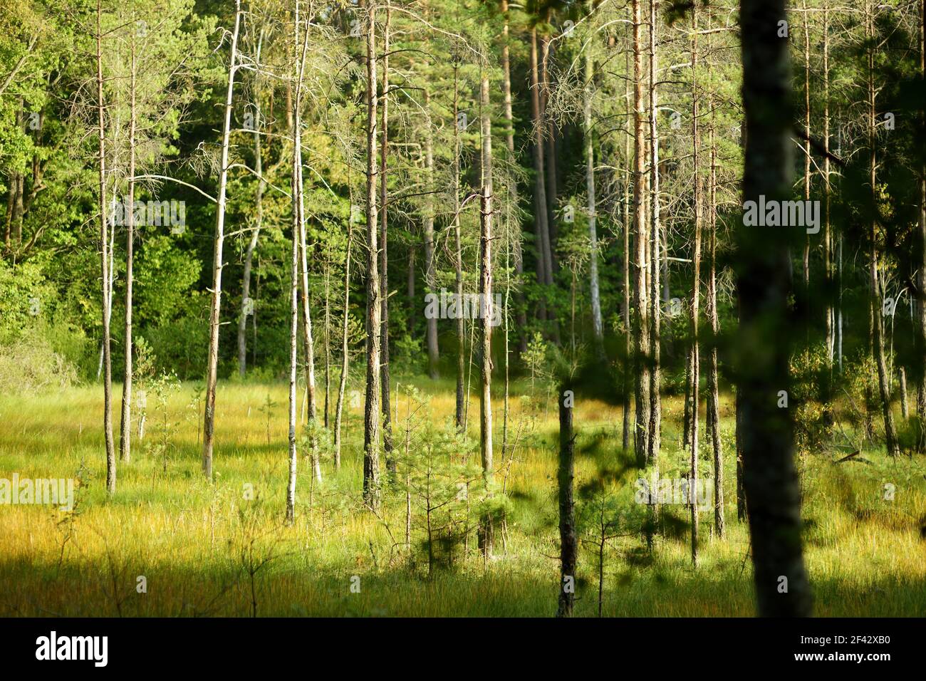 Beautiful mixed pine and deciduous forest, Lithuania, Europe Stock