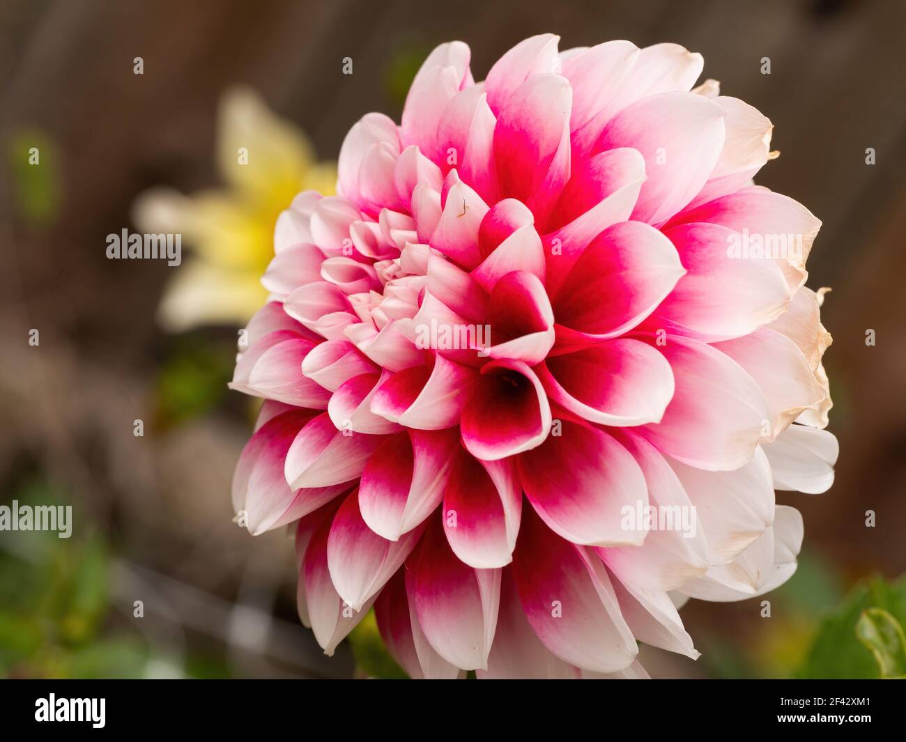 pink dahlia flower with white petal tips Stock Photo - Alamy