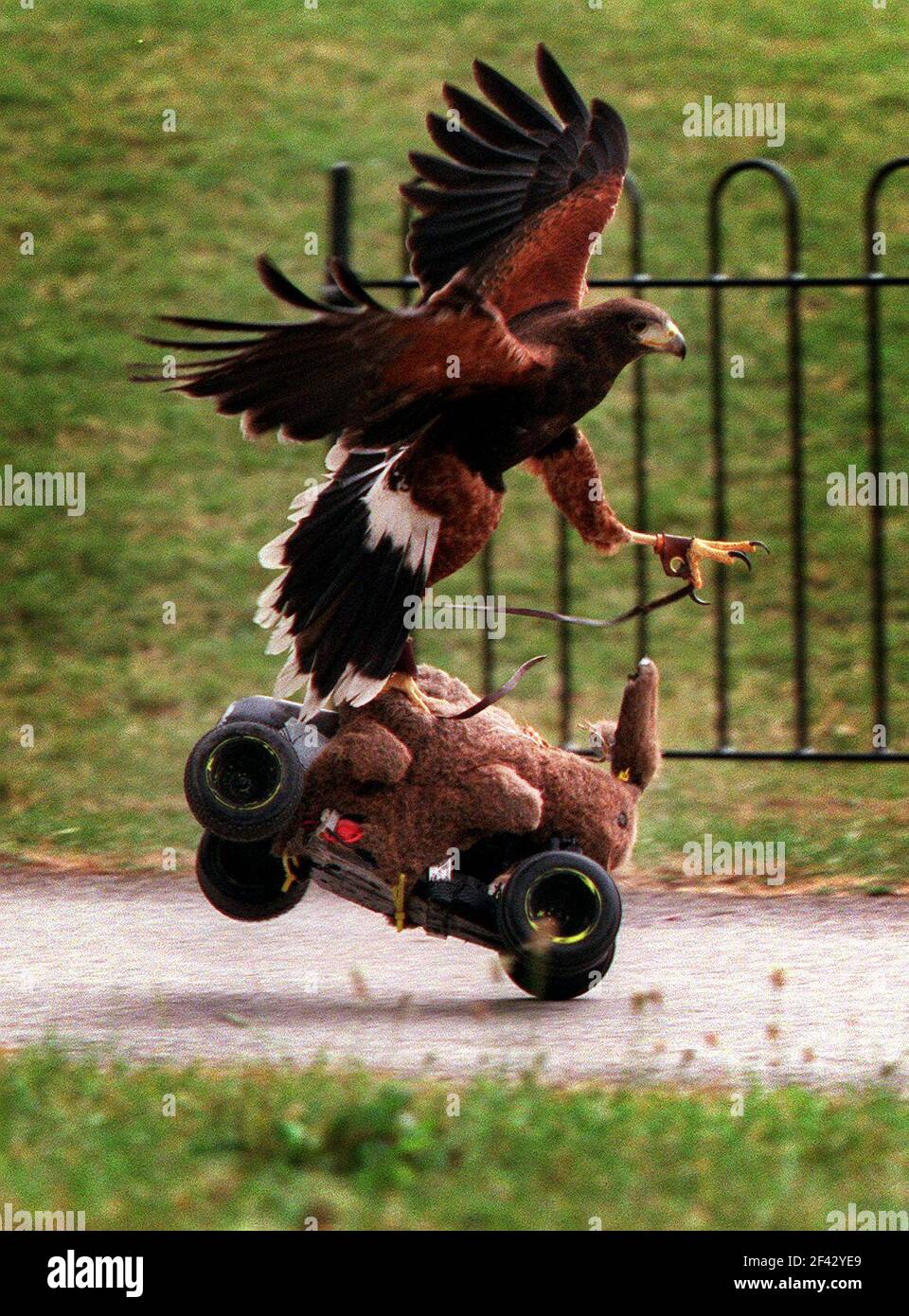 Harry the Harris Hawk killing fake rabbit August 2000Brian the Bionic ...