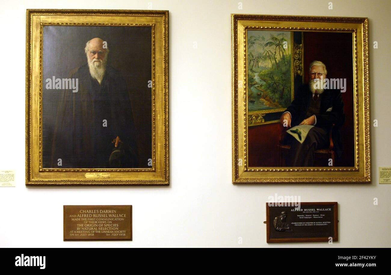 Linnean Society in London.. Portraits of Charles Darwin and Alfred Russel Wallace  pic David Sandison Stock Photo