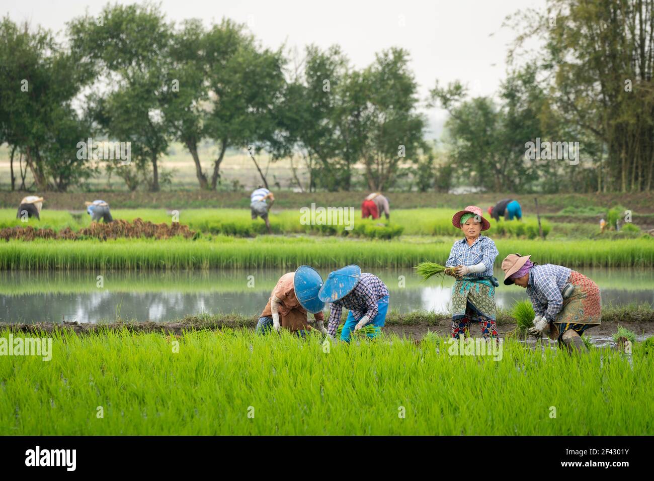 Group of farmers working on a rice field near Kengtung, Myanmar Stock Photo