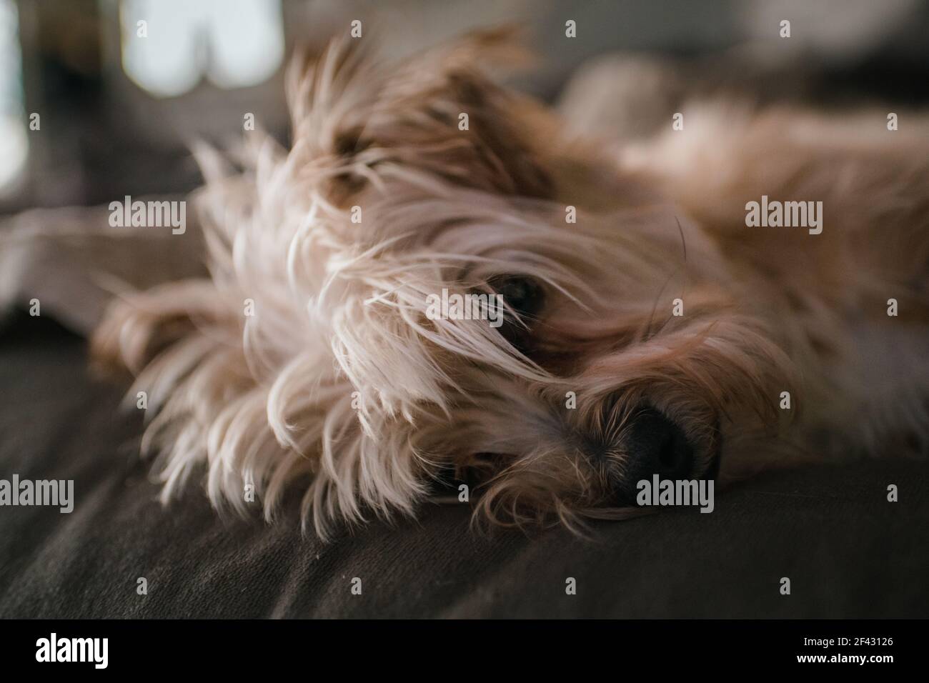 sleeping terrier dog resting on couch Stock Photo Alamy