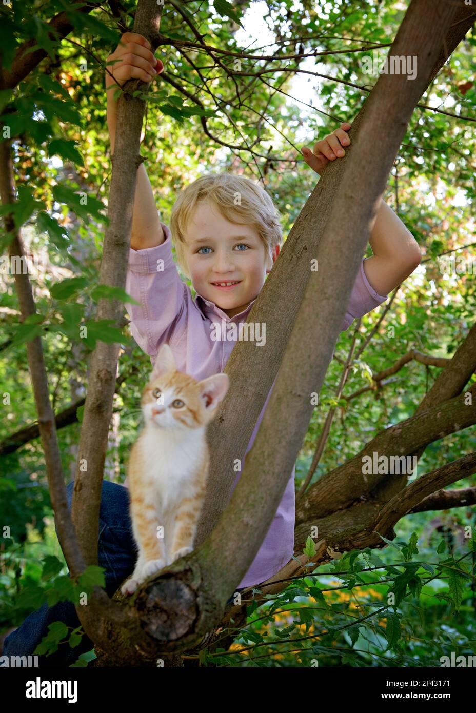 Little blond boy in a tree with a kitten in the country. Stock Photo