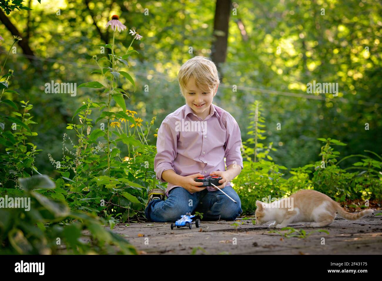 Little blond boy playing with kitten and remote control car. Stock Photo