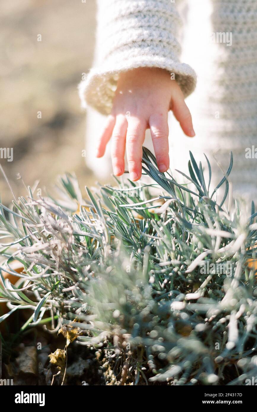 Little toddler touching lavender de Provence in a clay pot in spring Stock Photo