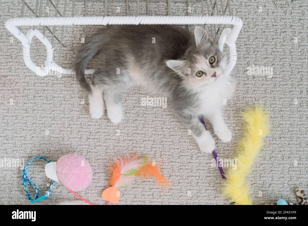 Long hair dilute calico hires stock photography and images Alamy