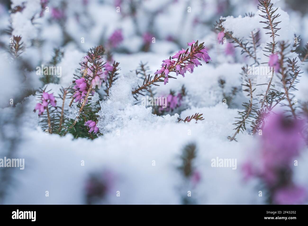 Springtime meeting winter, purple spring heath covered by fresh snow, Austria Stock Photo