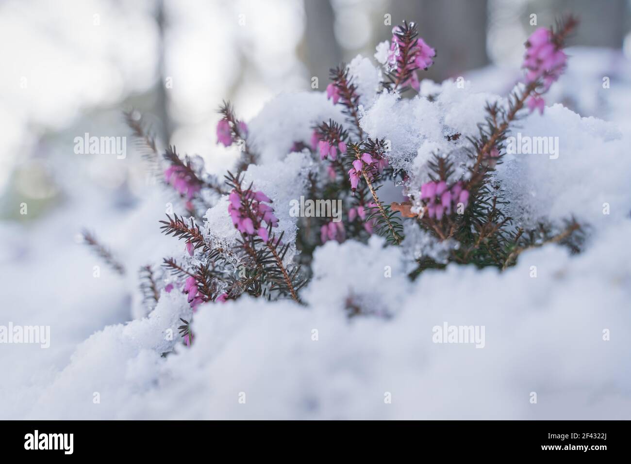 Battle of springtime against winter, purple spring heath covered by fresh snow, Austria Stock Photo