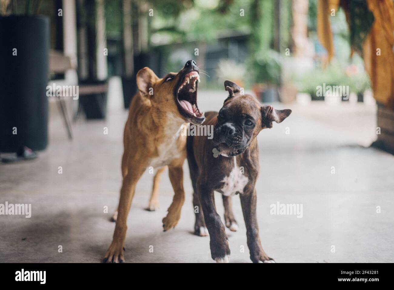 two little dogs playing outside in Costa Rica Stock Photo
