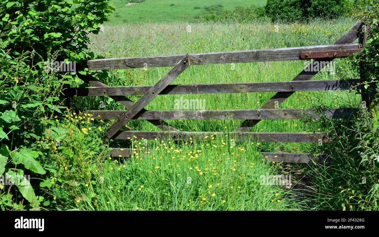 Field gate and pasture in Broadwood Kelly, Devon, England, UK in June Stock Photo