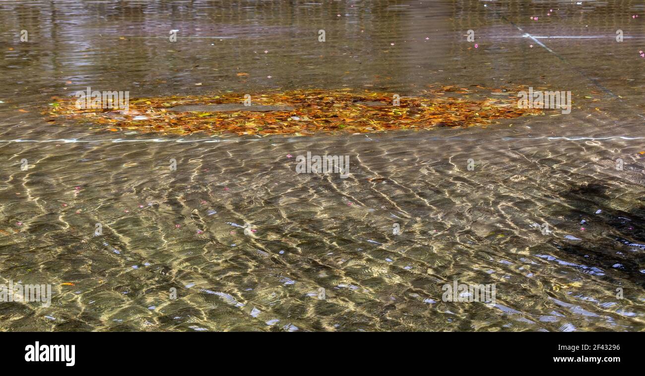 The wind has caught dead leaves in an elliptical circle, in the middle of a crystal clear pond, and causes the surface to ripple. Stock Photo