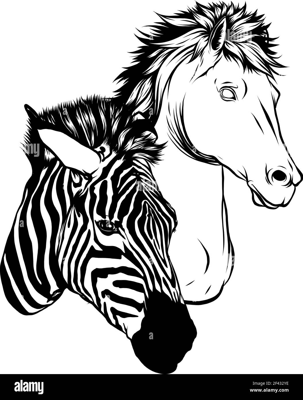 draw in black and white of Zebra and horse heads vector illustration