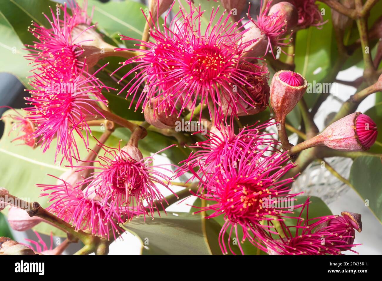 Pink eucalyptus leaves hires stock photography and images Alamy