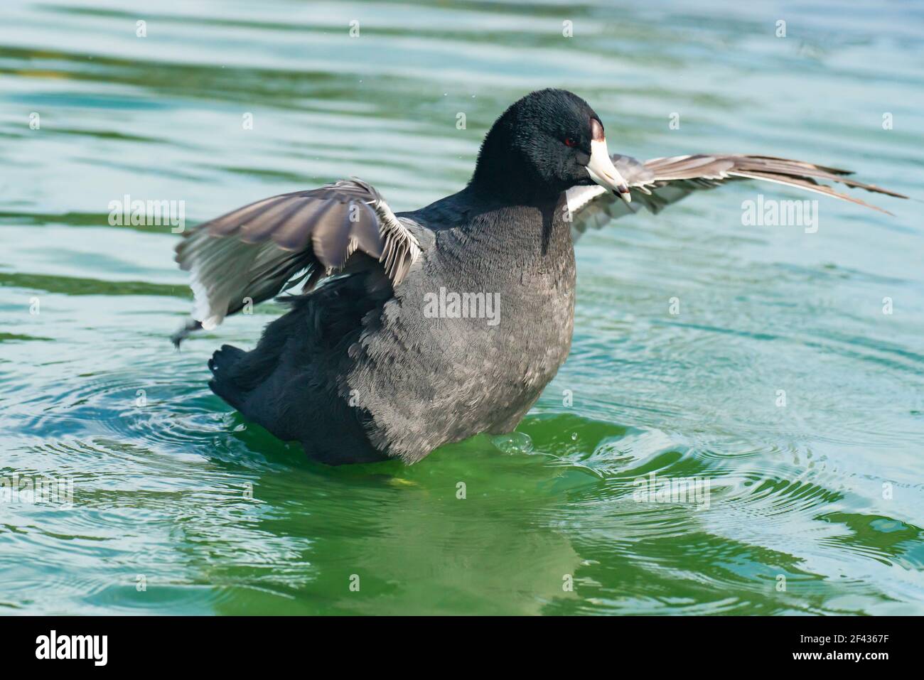 coot software usc coot software usc
