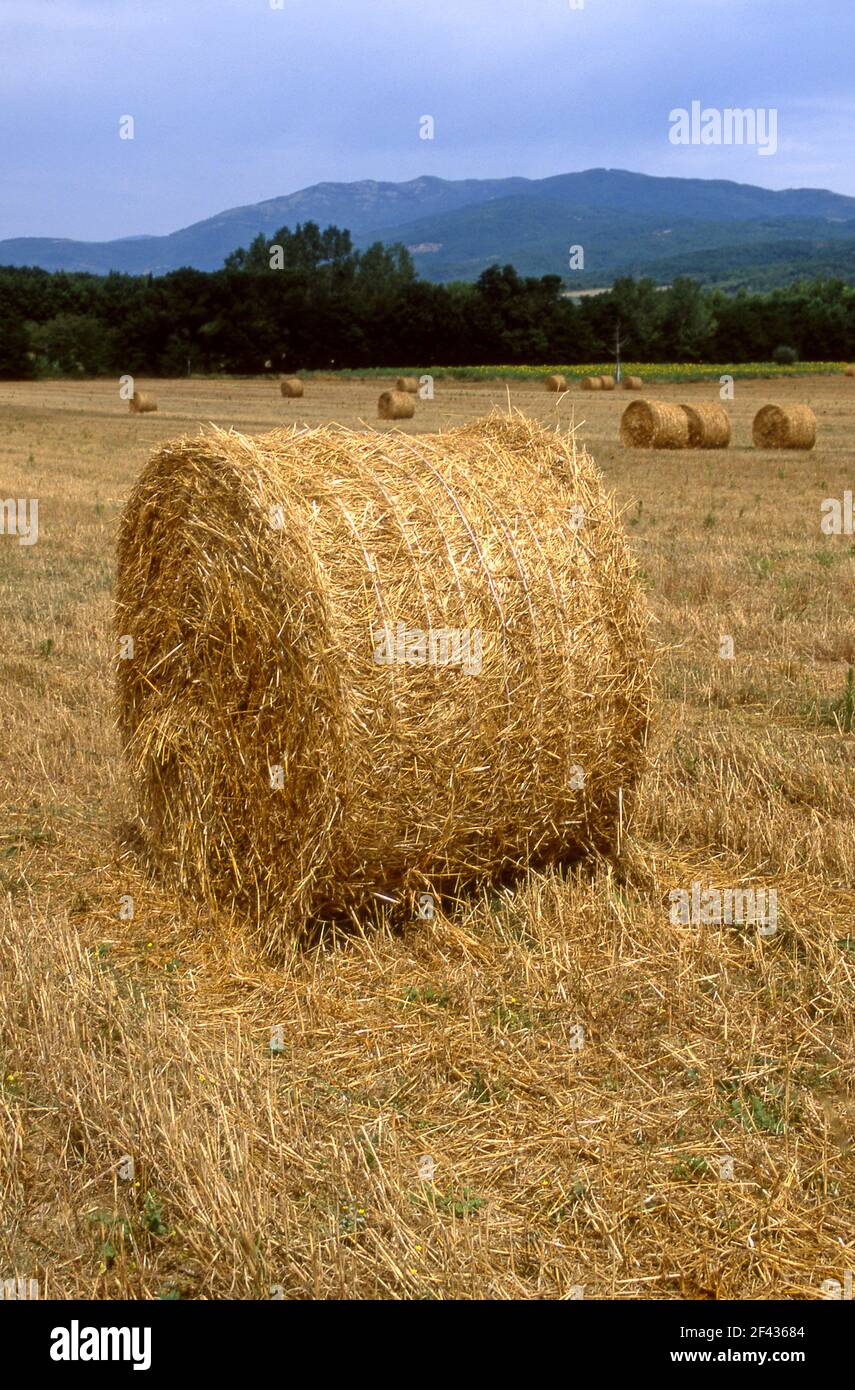 Bale of hay on farm in Tuscan region of Italy Stock Photo