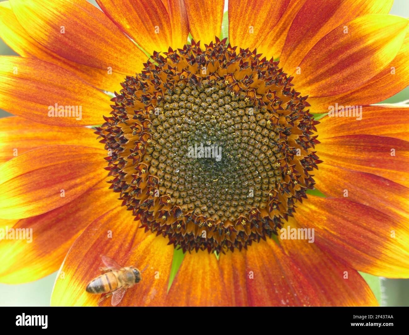 A Honey Bee Pollinating a Little Becka Sunflower Stock Photo - Alamy