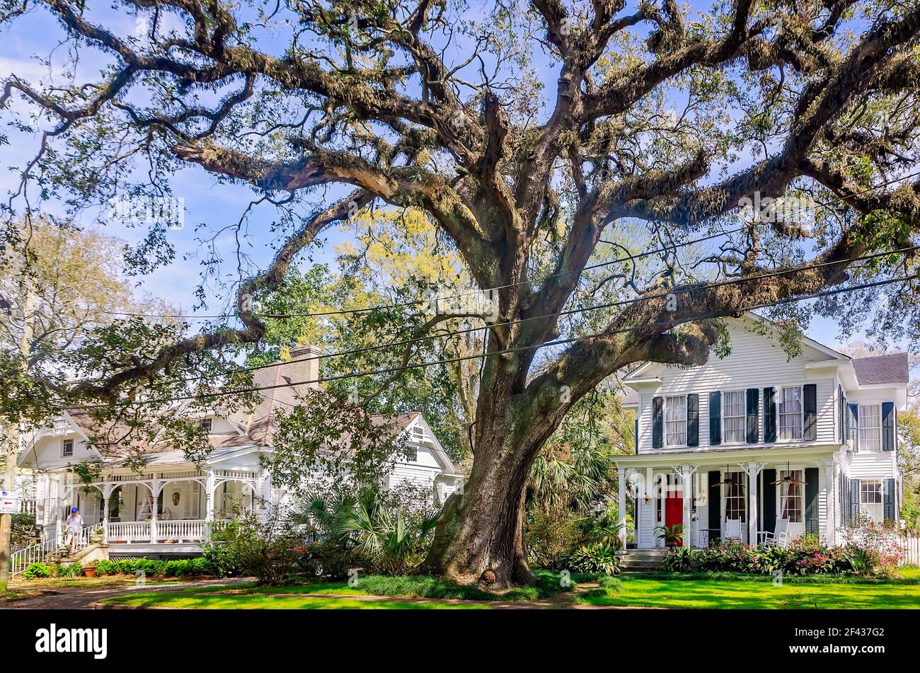 A live oak tree stands in front of historic homes in the Oakleigh
