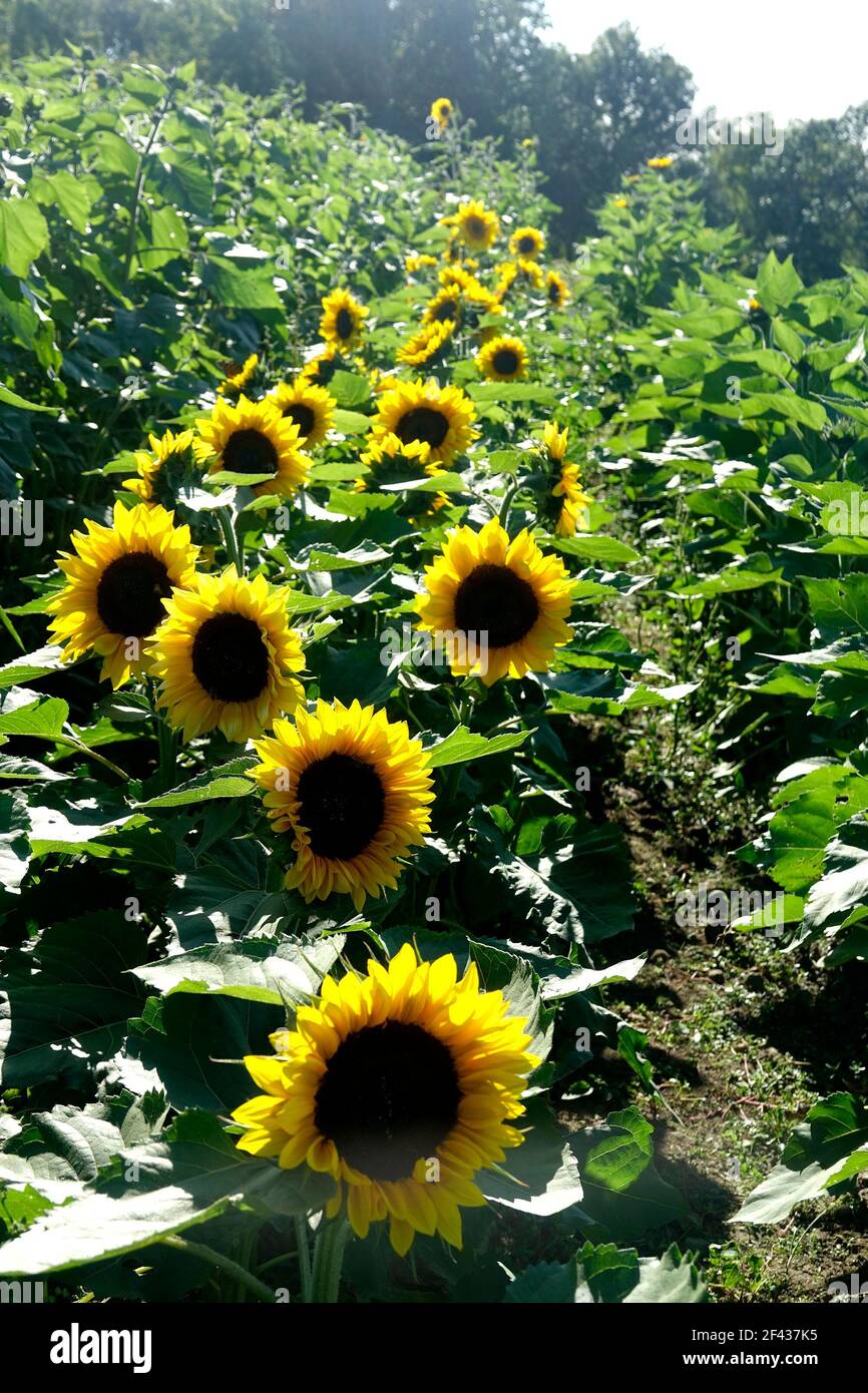 Rows of Yellow Sunflowers Facing the Sun Stock Photo Alamy